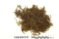 藏品(蔓苔科)的圖片